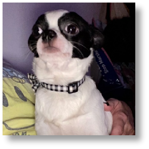 Panda Bear - Male Chihuahua