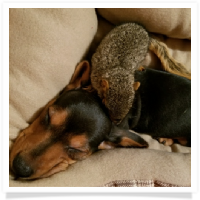 Scout and Oliver in their Happy Homes! The Red and Black & Tan Miniature Dachshund Puppies.
