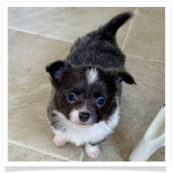 Navy - Longhair Male Chihuahua Puppy