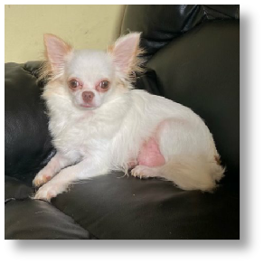 Evangeline - White Longhair Female Chihuahua