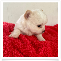 Cashmere - Cream & White Long Hair Male Chihuahua Puppy