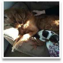 Nutmeg the Chocolate and Tan Piebald Mini Dachshund in her Happy Home!