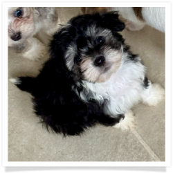 Olivia - Longhair Female Chihuahua Bichon Mix Puppy