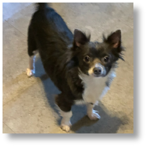 Navy - Male Chihuahua