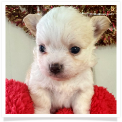 Cashmere - Cream & White Long Hair Male Chihuahua Puppy