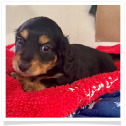 Ace - Black & Tan Longhair Male Miniature Dachshund Puppy