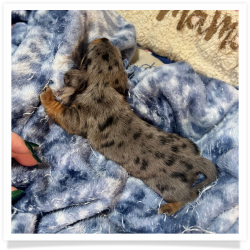 Angelica - Black & Tan Dapple Smooth Coat Female Miniature Dachshund Puppy
